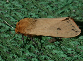 Isabelline Tiger